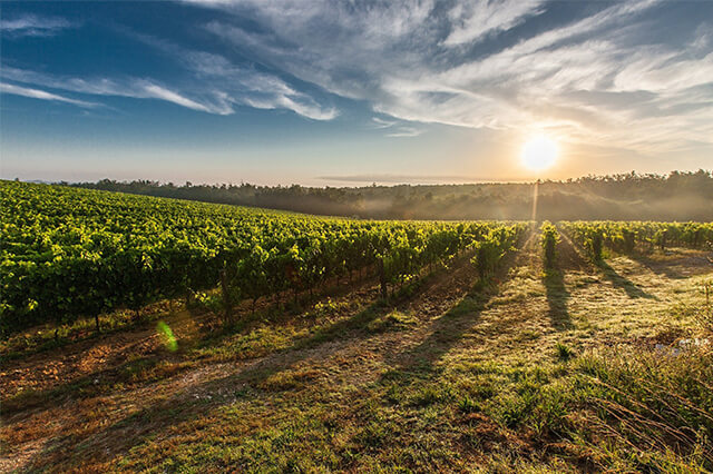 مولد للزراعة